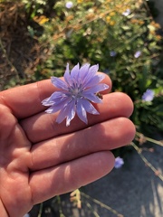Cichorium intybus