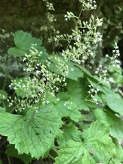 Heuchera missouriensis