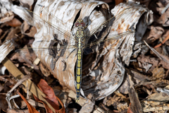 Orthetrum caledonicum