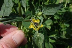 Physalis philadelphica