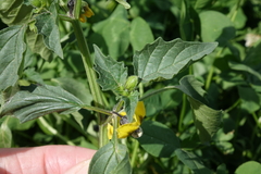 Physalis philadelphica