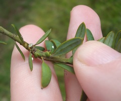 Madarococcus totarae