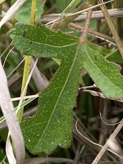 Hibiscus aculeatus