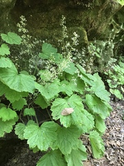 Heuchera missouriensis