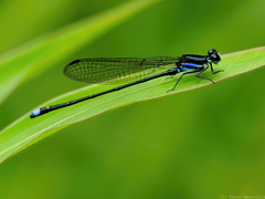Argia indicatrix