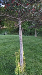 Crataegus crus-galli