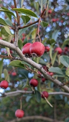Crataegus crus-galli