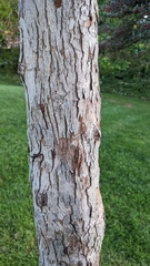 Crataegus crus-galli