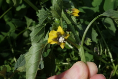 Physalis philadelphica
