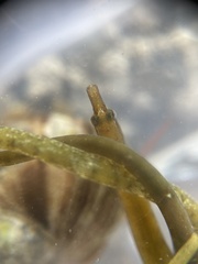 Nerophis lumbriciformis