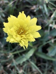 Pyrrhopappus carolinianus