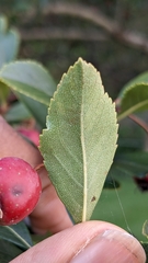 Crataegus crus-galli