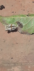 Megalopyge defoliata