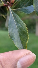 Crataegus crus-galli