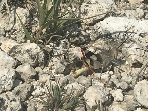 Three-banded Grasshopper photo 5