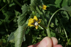 Physalis philadelphica