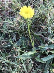 Pyrrhopappus carolinianus
