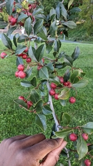 Crataegus crus-galli