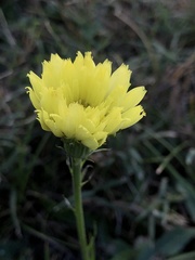 Pyrrhopappus carolinianus