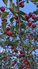 Crataegus crus-galli
