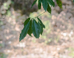 Quercus grahamii