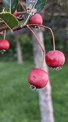 Crataegus crus-galli