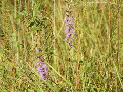 Liatris spicata