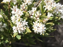 Leucopogon