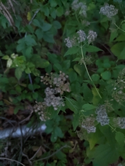 Ageratina altissima
