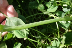 Physalis philadelphica