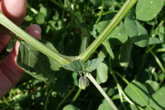 Physalis philadelphica