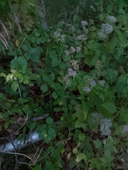Ageratina altissima