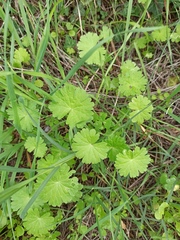 Geranium molle