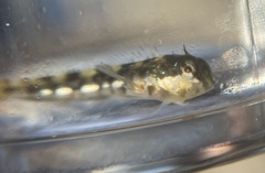 Coryphoblennius galerita