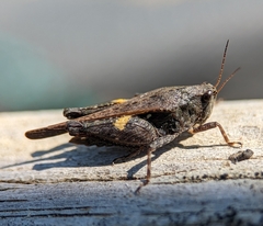 Tettigidea