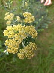 Ozothamnus obcordatus