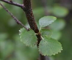 Betula pumila