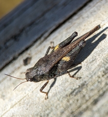 Tettigidea