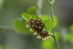 Kaniska canace