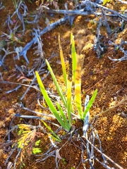 Triantha occidentalis