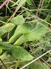 Peltandra virginica