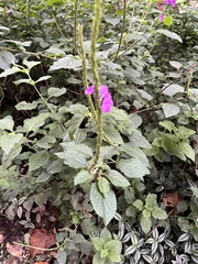 Stachytarpheta mutabilis