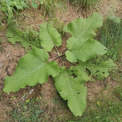 Arctium minus