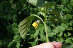 Physalis philadelphica
