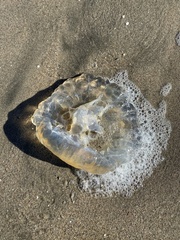 Scyphozoa