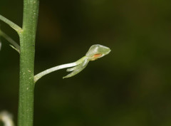 Malaxis maianthemifolia