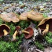 Cortinarius cruentiphyllus - Photo (c) Alfredo Justo, some rights reserved (CC BY-NC), uploaded by Alfredo Justo