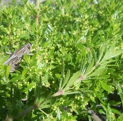 Schistocerca gregaria