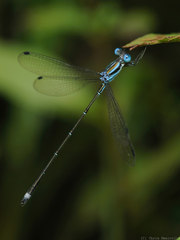 Lestes tenuatus