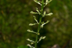 Malaxis maianthemifolia